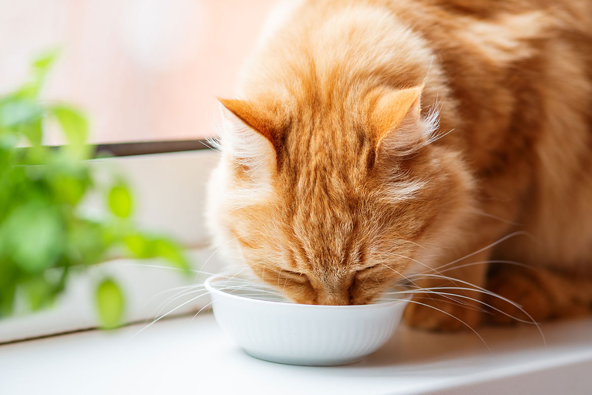 Kedi Dostunuzun Ne Kadar Su Icmesi Gerekir Reflex