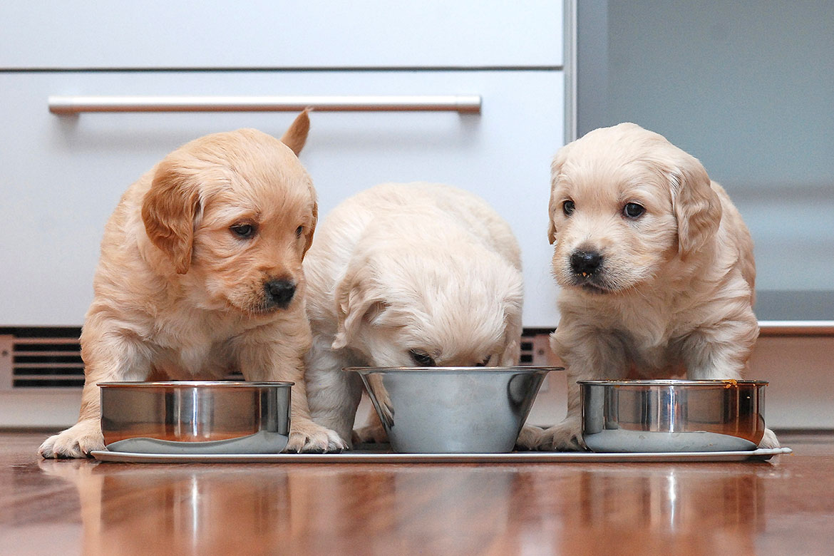 1 aylık yavru köpek bakımı