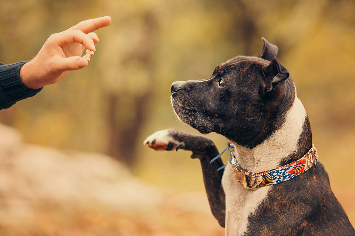 Köpeklerde Ödül Maması Kullanımı