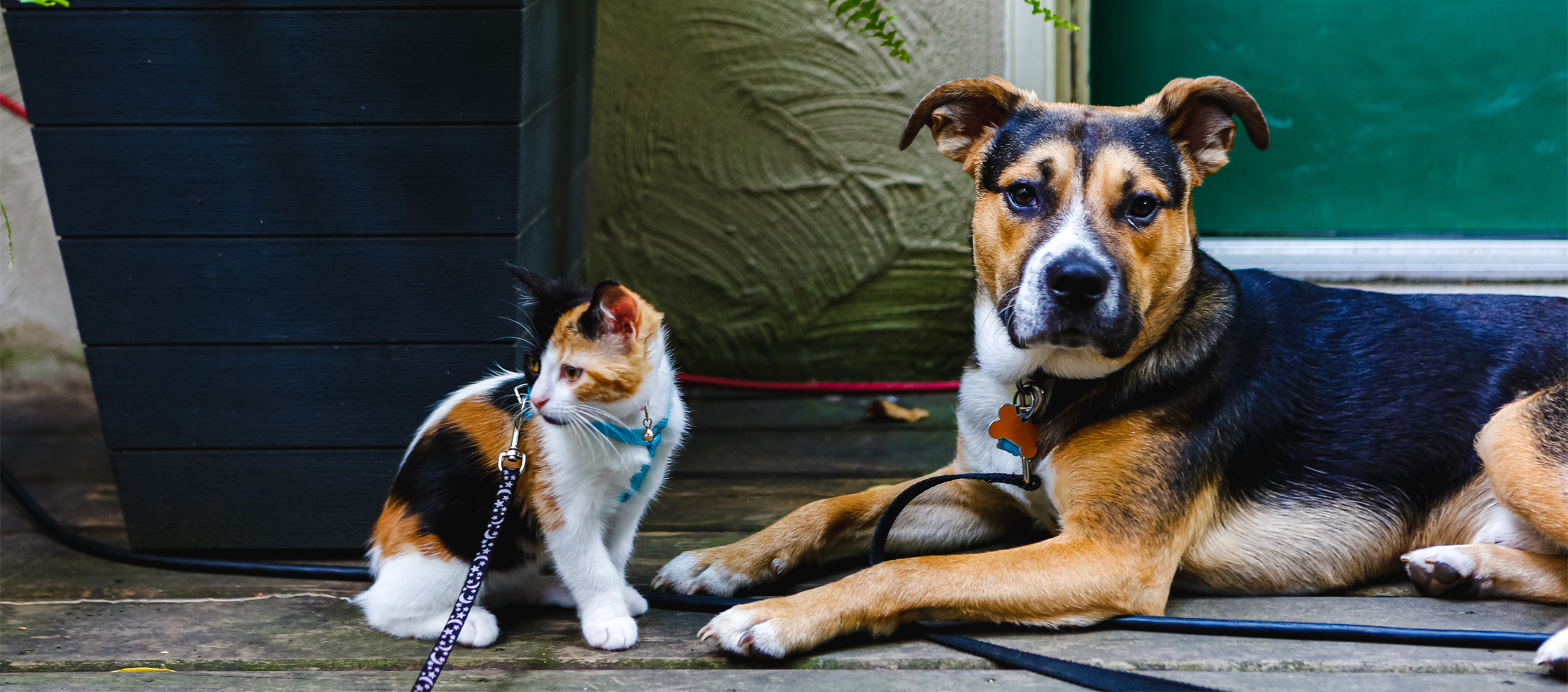 Yaz Aylarında Kedi ve Köpek Bakımı
