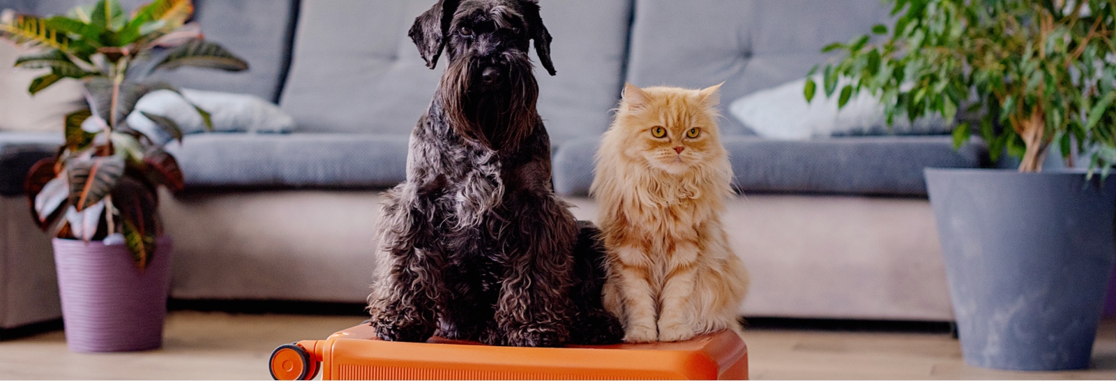 Kedi ve Köpeklerle Yolculukta Dikkat Edilmesi Gerekenler